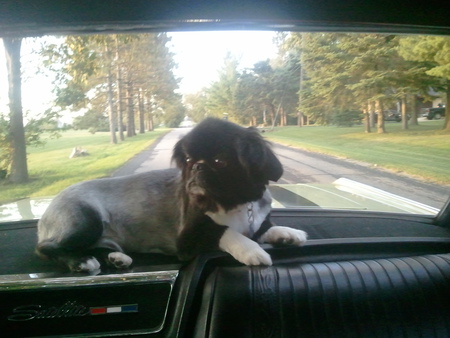 Joey