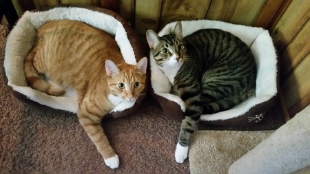Fry and Bender
