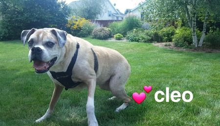 Cleo