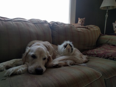 Gabby, Mr Ruffles, and Doug