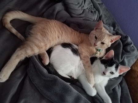Romeo and Toupee