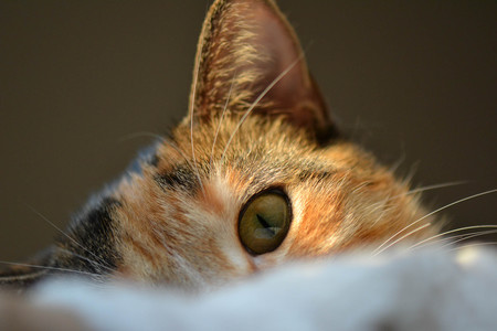 Coconut Macaroon (Cokey) alias Clara