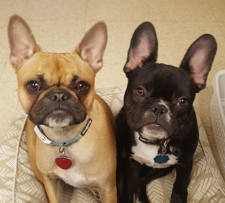 Stella & Gretsch