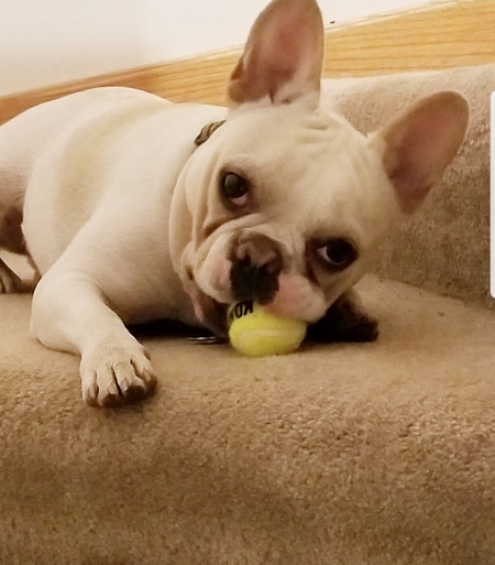 Gizmo