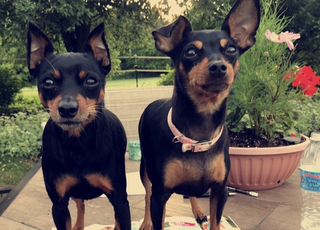 Rocco and Chica 