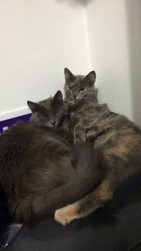 Fluffles and Blue