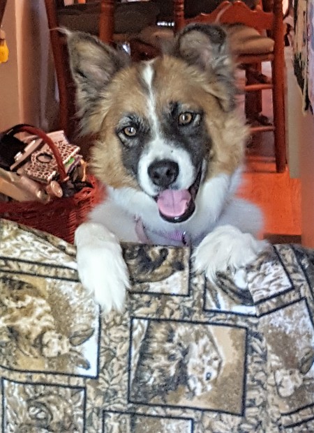 Molly Foxy OBrien