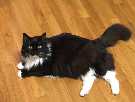 Darcy