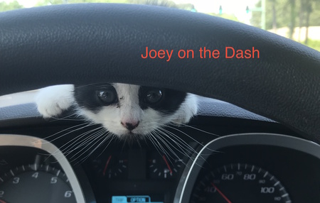 Joey