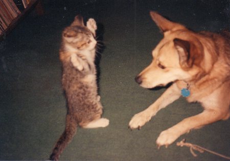 Dog - Missy   Cat-Peanut