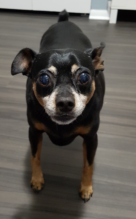 Pupperoni Puppy