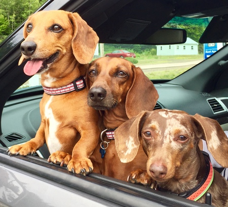 Matthew, Bo and Nora 