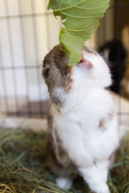 Padre vs Grape Leaf