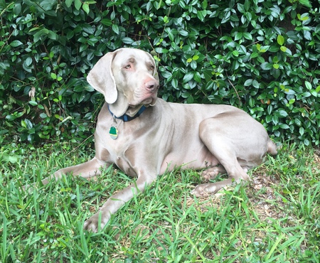 Ruger