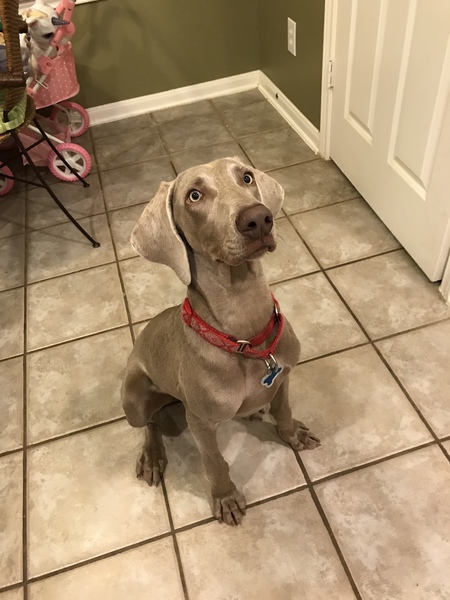Gracie