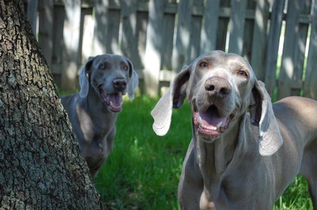 Lady and Little