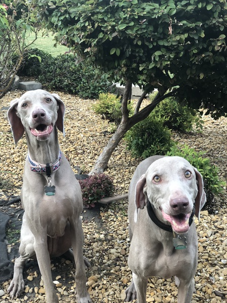 Pippa and Zeus