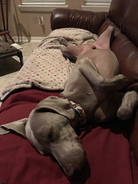 Gus
