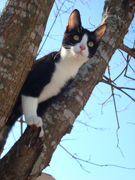 Sammy in a tree