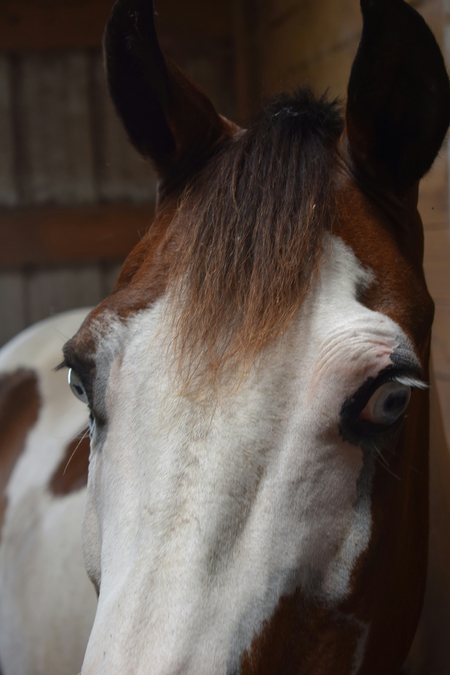 Aja at the Stables