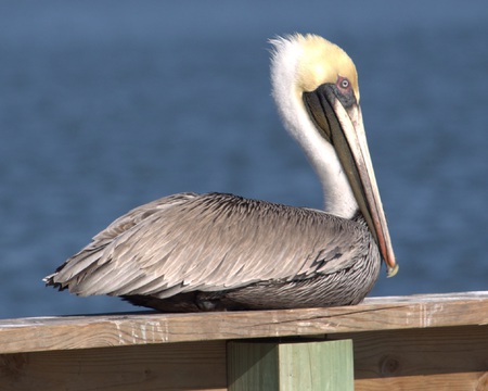 Cape San Blas, Florida