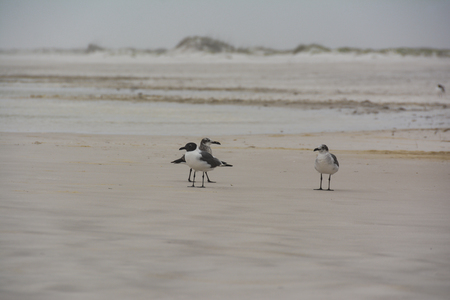 Santa Rosa Island