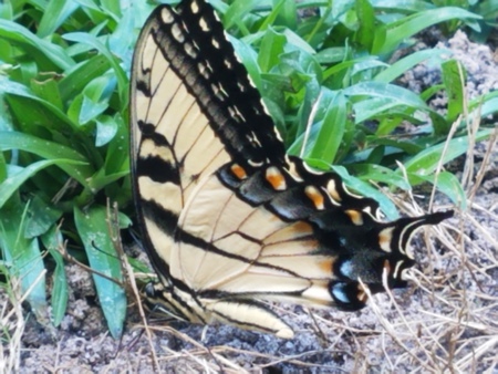 Tiger Swallowtail Butterfly (Bayou George)