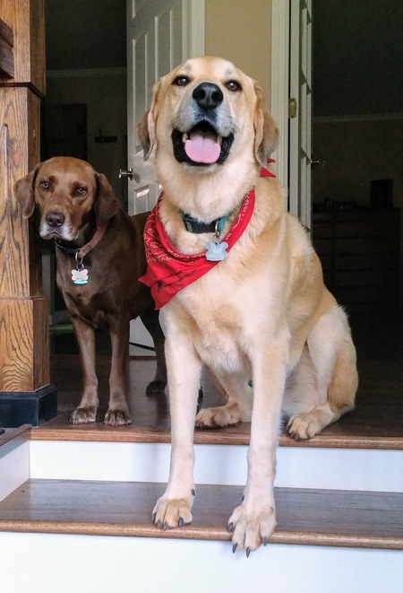 Barley (left) Buddy (right)