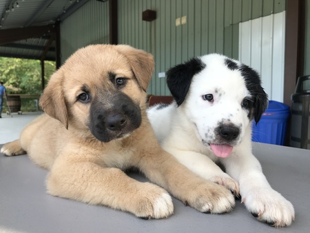 Bear & Boo