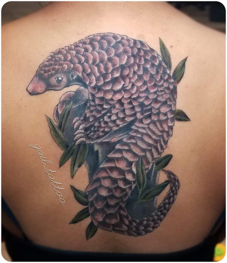 Indian Pangolin