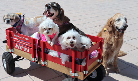 Kaz-E- Moto, Savannah Banana, Tillie (Tallulah Belle),  Snowball, Bitsy (Bitsy Button)  and Chanel 