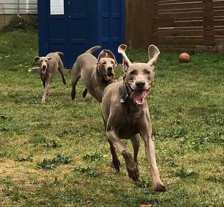 Rooster, McKinley and Renly