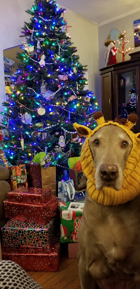 Rufus