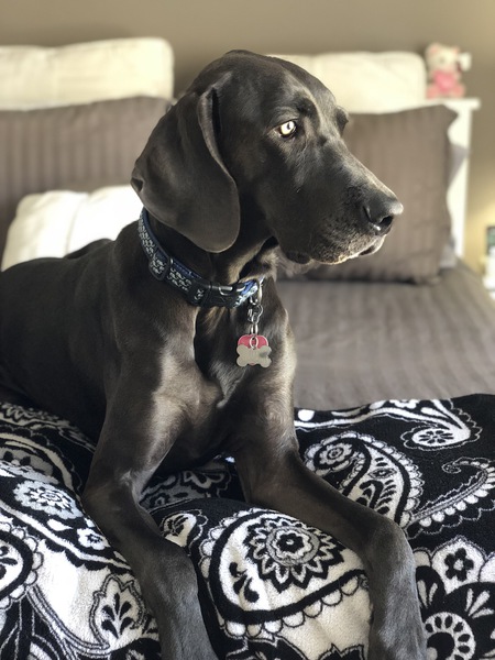 Finn