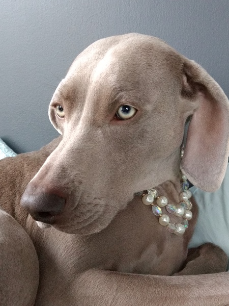 Henrietta