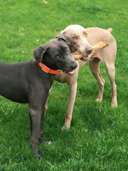 Finn & Hendrix