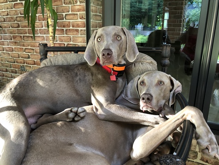 Willie and Jasper 