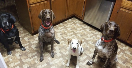 Gulliver, Rambo, Tony and Rummel