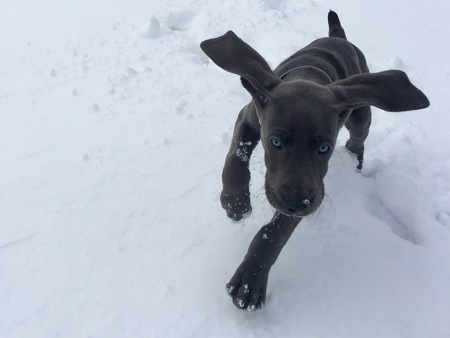 BleuBaby