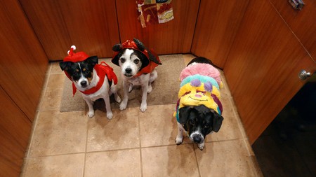 Lucy, Bristol, and Sophie