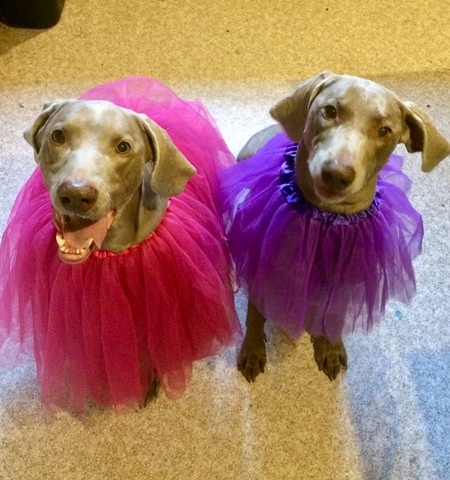 Molly & Canyon