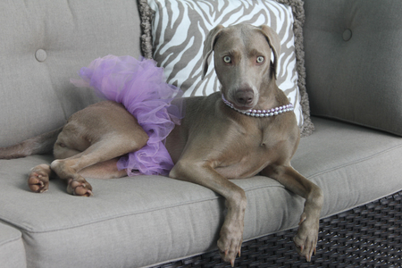 Lulu Pixiebelle