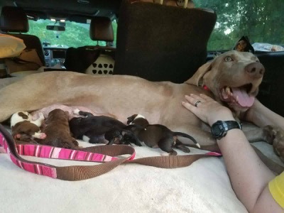 Leila and her Foster Puppies