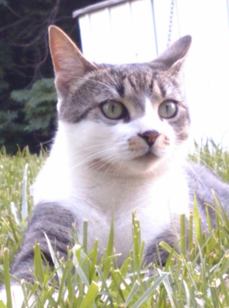 Ketty Kat