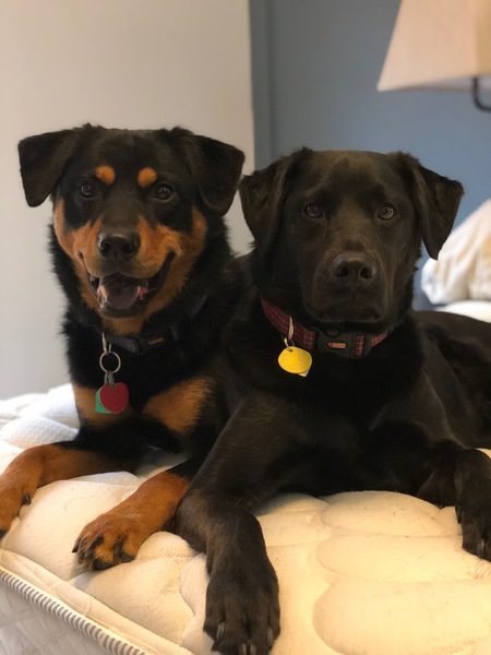 Bear and Duke