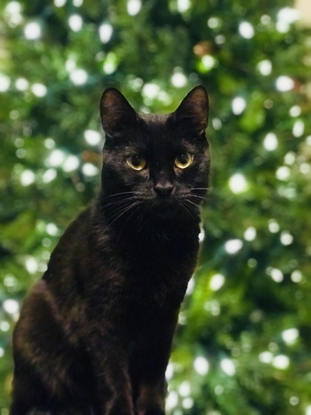 Nova