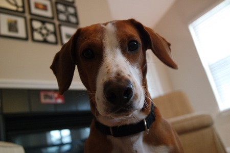 Frankie Duke