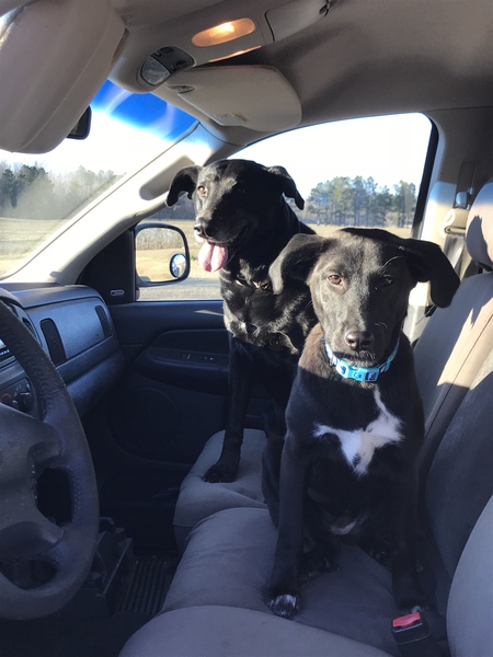 Jackson and Piper