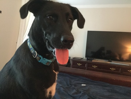 Piper