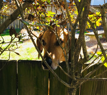 Brees